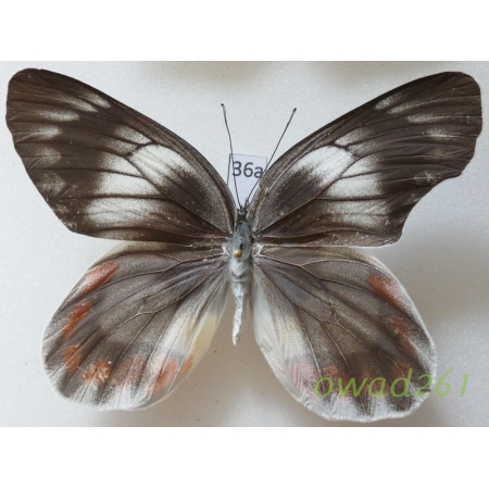 Delias mitisi mitisi Staudinger, 1894 Indonesia, Taliabu36a